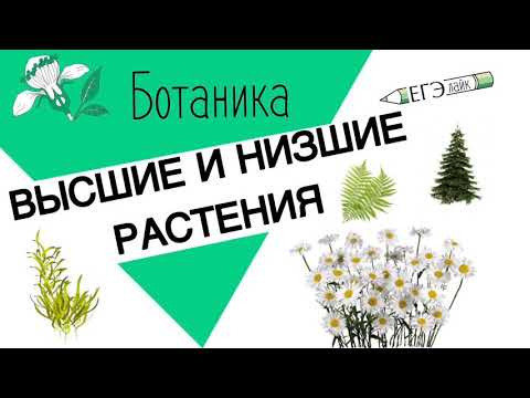 ВЫСШИЕ И НИЗШИЕ РАСТЕНИЯ. БОТАНИКА|ЕГЭ|ОГЭ