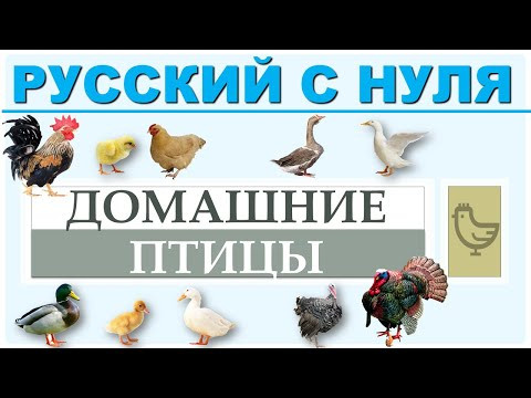 Домашние птицы. Русский язык с нуля.