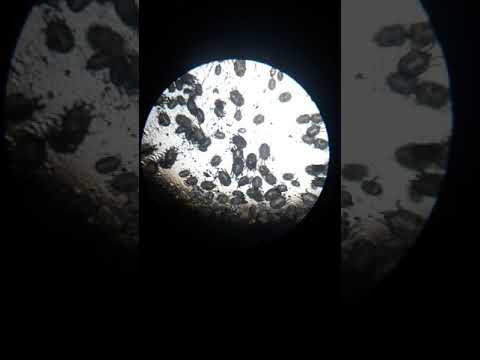 Клещи из ушей ёжика, Otodektes cynotys