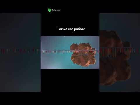 Викторина в нашем тг по ссылке в шапке профиля #биология #егэ #майшкола