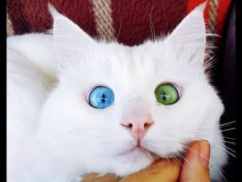 Наследственные заболевания