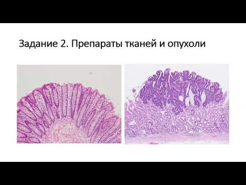 Разбор заданий ЗЭ 2019   Клеточная биология и гистология   9 класс