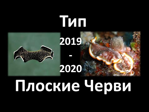 5. Плоские черви (7 класс) - биология, подготовка к ЕГЭ и ОГЭ 2020