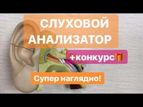 УХО, слуховой анализатор: строение и функции, для ОГЭIЕГЭ.Наглядное строение уха на модели.ЕГЭIОГЭ