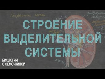 Строение выделительной системы