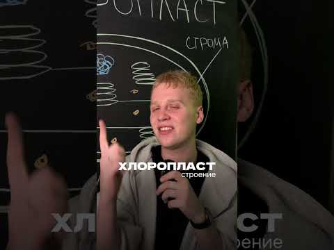 Строение хлоропласта | тгк: ХимБио с Яном Менделеев