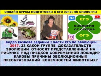 ЗАДАНИЕ ЛИНИИ 23 ПРО ЭВОЛЮЦИЮ ЛОШАДЕЙ
