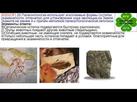 НОВОЕ ЗАДАНИЕ ЕГЭ 2020 ПО ЭВОЛЮЦИИ