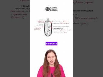 ЦИАНОБАКТЕРИИ  тгк: Марина Брейн #егэ2027 #егэбиология