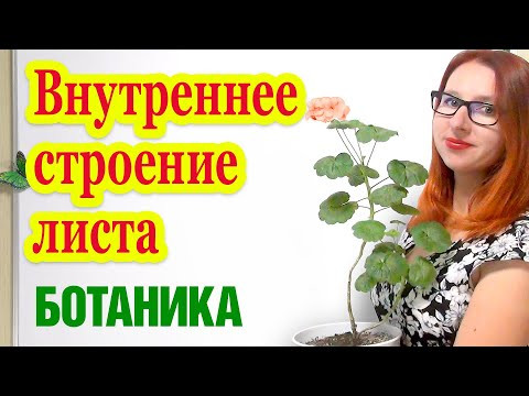 Внутреннее строение листа