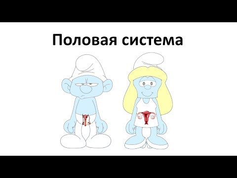 10. Половая (8 класс) - биология, подготовка к ЕГЭ и ОГЭ 2019