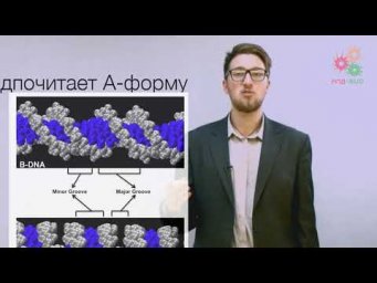 Биологические макромолекулы. Структура и динамика РНК (без музыки)