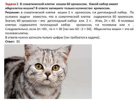 Разбор заданий № 3 ЕГЭ по биологии на определение хромосом и ДНК. Часть 1 Разбор заданий № 3 ЕГЭ по биологии на определение хромосом и ДНК. Часть 1