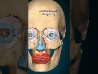 Мимика работает быстрее, чем ты успеваешь это осознать #biology #мышцы #биологияегэ #эмоции #мимика