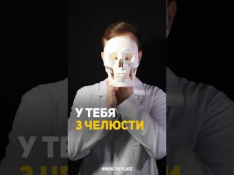 А ты знал что у человек 3 челюсти?! 