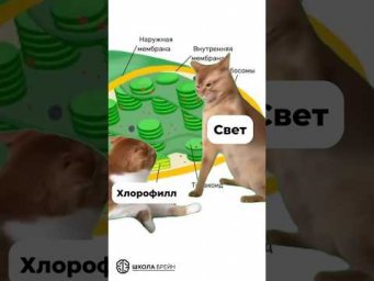 Узнали фазу фотосинтеза?)                       #биология #biology #биологияегэ #егэ #bio #юмор