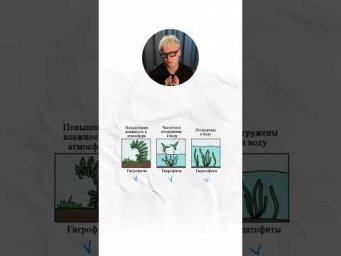 Гигрофиты. 10 класс | Биология с Яном