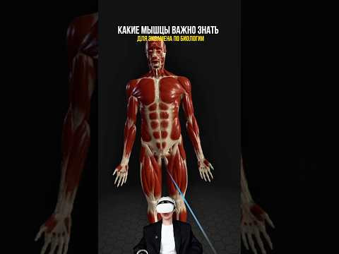 разобрали какие мышцы важно знать на ЕГЭ по биологии ✅ #биология #сотка #егэбиология разобрали какие мышцы важно знать на ЕГЭ по биологии ✅ #биология #сотка #егэбиология
