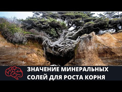 Значение минеральных солей для роста корня Опыт Значение минеральных солей для роста корня Опыт