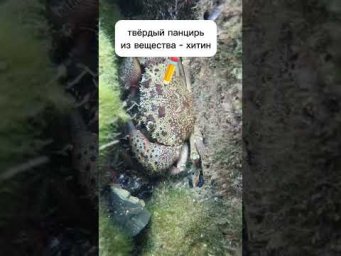 первое видео из небольшой серии с разбором ракообразных #биология #краб #ракообразные
