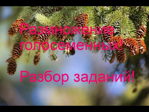 Размножение голосеменных. Решение ЕГЭ. Общая биология. подготовка ЕГЭ.