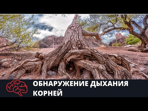 Обнаружение корневого давления Опыт