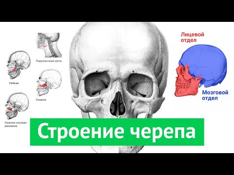 Кости черепа Кости черепа