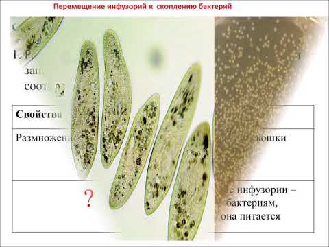 Задание № 1 в новой редакции ЕГЭ по биологии Задание № 1 в новой редакции ЕГЭ по биологии