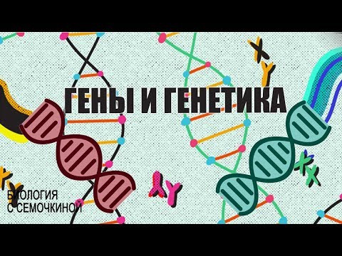 Гены и генетика Гены и генетика