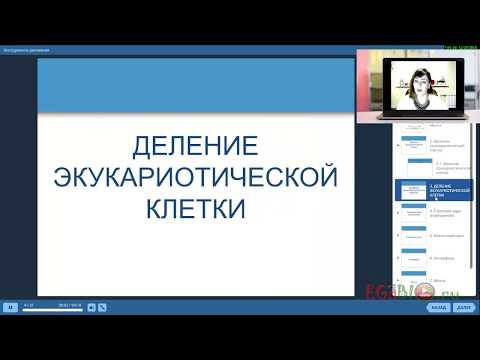 Митоз. Видеоуроки биологии на egebio.ru Митоз. Видеоуроки биологии на egebio.ru