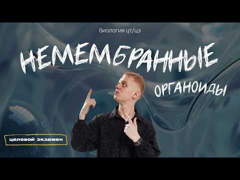 НЕМЕМБРАННЫЕ ОРГАНОИДЫ. ГИАЛОПЛАЗМА, ЦИТОСКЕЛЕТ, РИБОСОМЫ | Целевой экзамен НЕМЕМБРАННЫЕ ОРГАНОИДЫ. ГИАЛОПЛАЗМА, ЦИТОСКЕЛЕТ, РИБОСОМЫ | Целевой экзамен