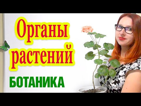 Органы растений. Строение растений Органы растений. Строение растений