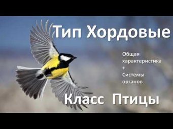22. Птицы часть I (7 класс) - биология, подготовка к ЕГЭ и ОГЭ 2021
