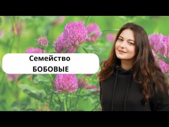 Семейство бобовые. Краткая характеристика