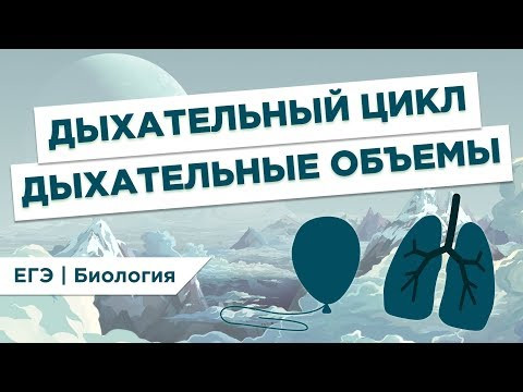 Что такое ДЫХАТЕЛЬНЫЙ ЦИКЛ И ОБЪЕМЫ l ЕГЭ Биология | Даниил Дарвин