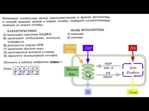 ФОТОСИНТЕЗ - разбор тестов ЕГЭ по биологии