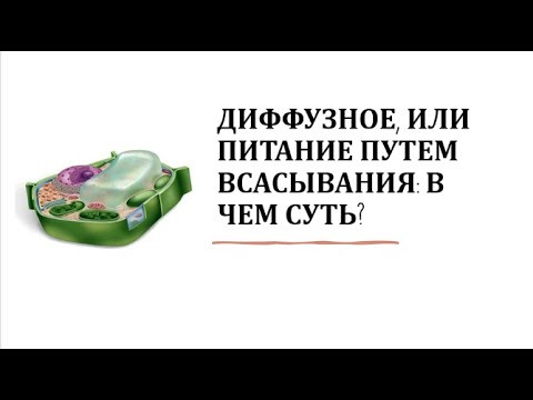 2. Диффузное, или питание путем всасывания: в чем суть?