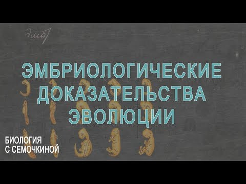 Эмбриологические доказательства эволюции Эмбриологические доказательства эволюции