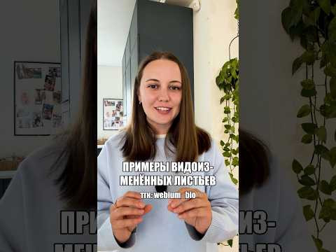 примеры видоизмененных листьев
