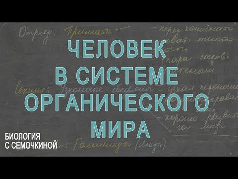 Человек в системе органического мира