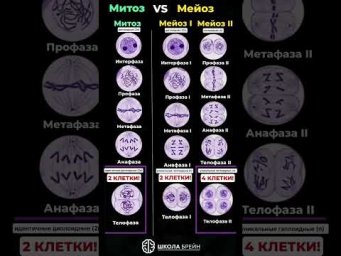 ✅ Митоз и мейоз ОБЯЗАТЕЛЬНО нужно знать для ЕГЭ! #биология #биологияегэ #егэ #химбио