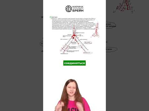 Кто удерживает цепи ДНК тгк: Марина Брейн #егэ2027 #егэбиология