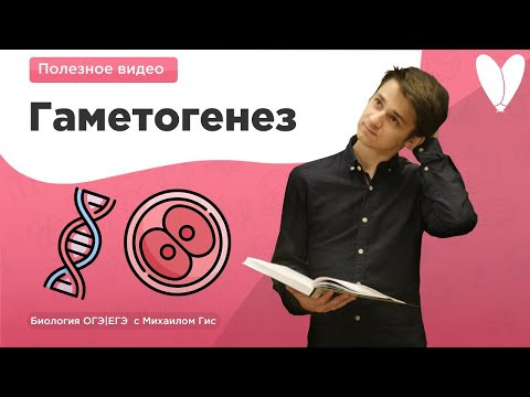 Гаметогенез | Деление клетки | Биология ОГЭ ЕГЭ с Михаилом Гис