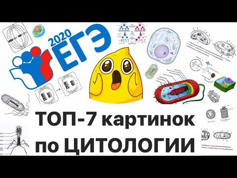 ТОП-7 картинок, рисунков и схем по ЦИТОЛОГИИ на ЕГЭ, ОГЭ. Самые популярные схемы и рисунки к ЕГЭ,ОГЭ