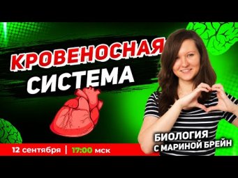 Кровеносная система. Полный разбор. Демо мастер-группа.