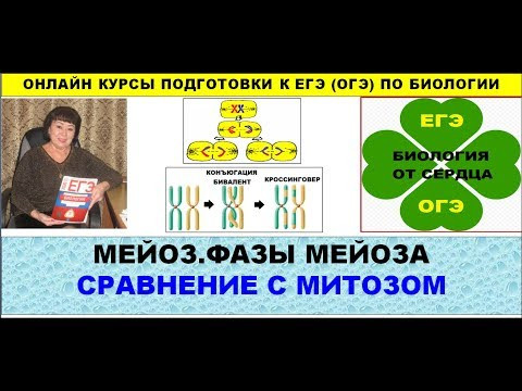МЕЙОЗ. ФАЗЫ МЕЙОЗА. СРАВНЕНИЕ С МИТОЗОМ. МЕЙОЗ. ФАЗЫ МЕЙОЗА. СРАВНЕНИЕ С МИТОЗОМ.
