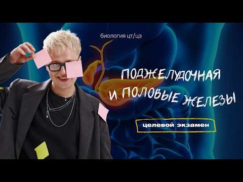 ПОДЖЕЛУДОЧНАЯ ЖЕЛЕЗА. ПОЛОВЫЕ ЖЕЛЕЗЫ | Целевой экзамен ПОДЖЕЛУДОЧНАЯ ЖЕЛЕЗА. ПОЛОВЫЕ ЖЕЛЕЗЫ | Целевой экзамен
