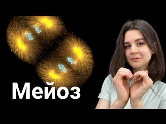 МЕЙОЗ