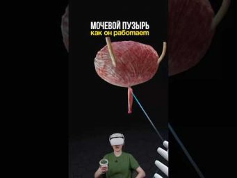 рассказываю как работает мочевой пузырь