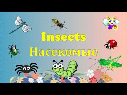 Insects. Насекомые на английском